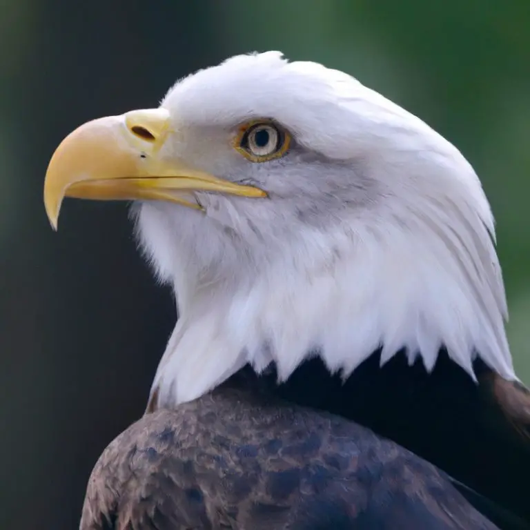 Águila volando.