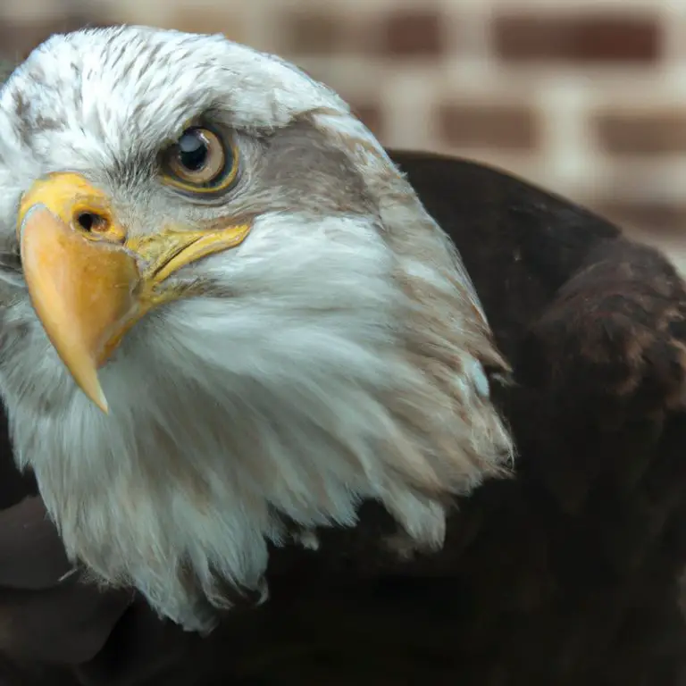 Águila volando.