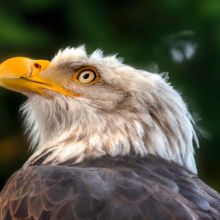 Águila volando.