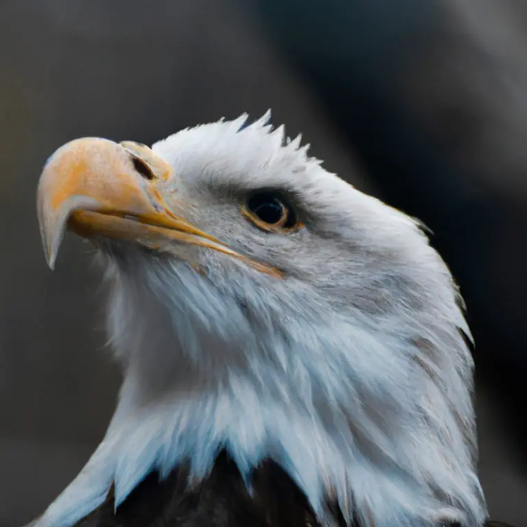 Águila volando.