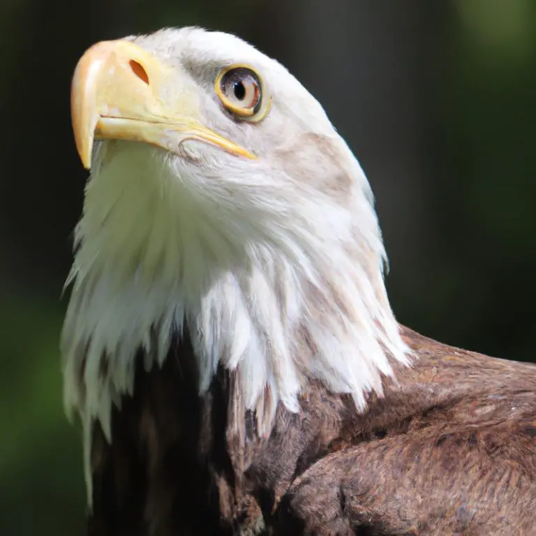 Águila volando.