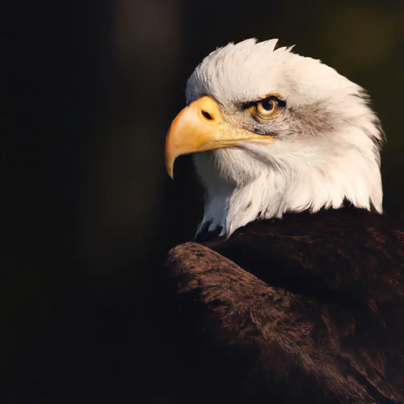 Águila volando.