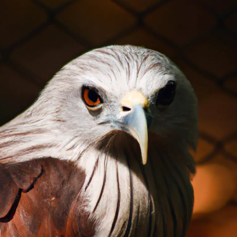 Águila volando.