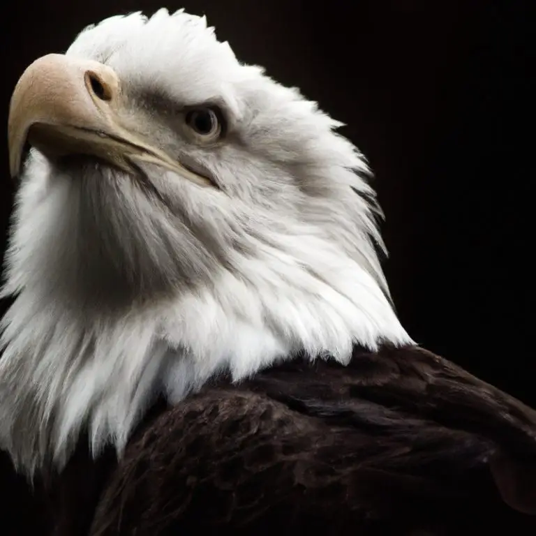 Águila volando.