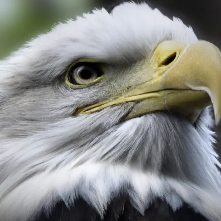 Águila volando.