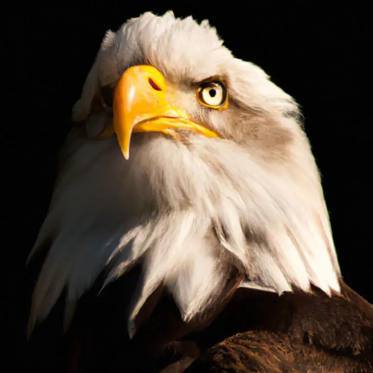 Águila volando.