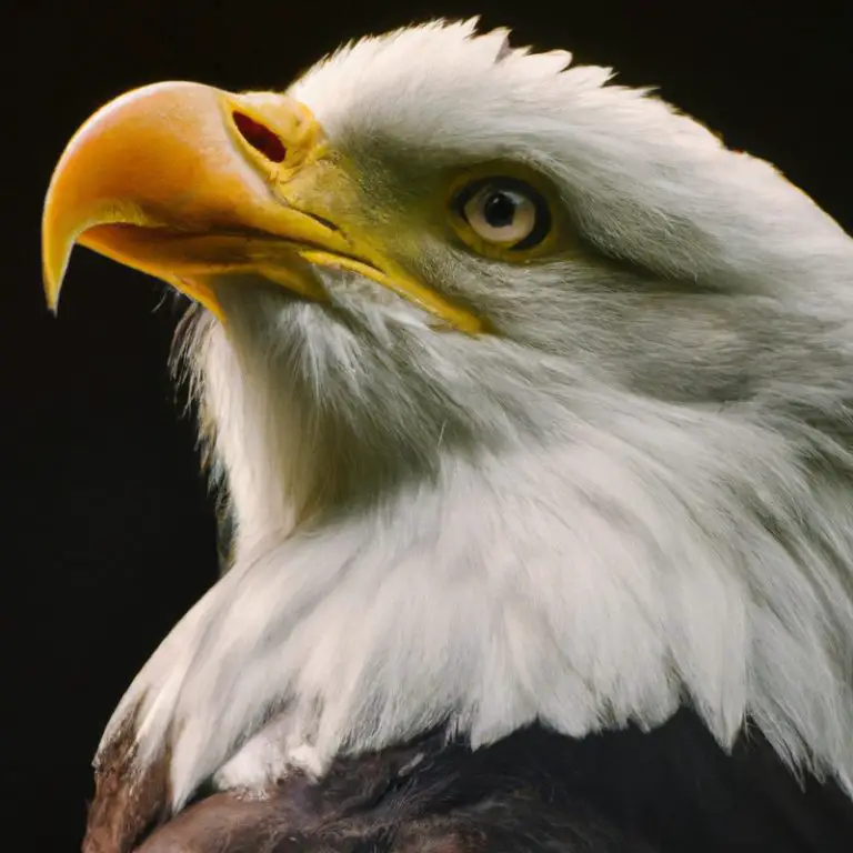 Águila volando.