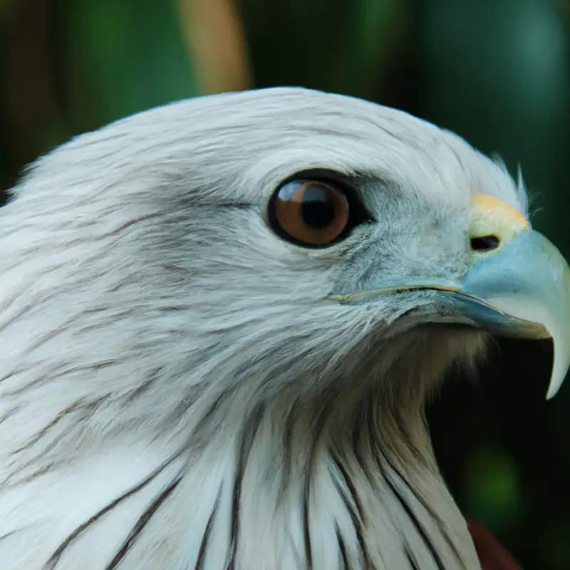 Águila volando.