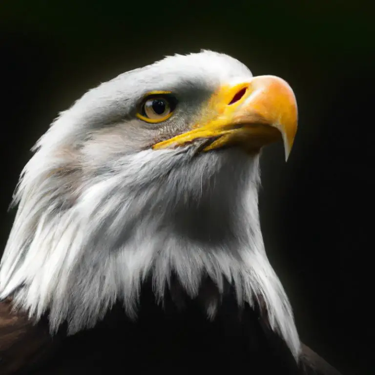 Águila volando.