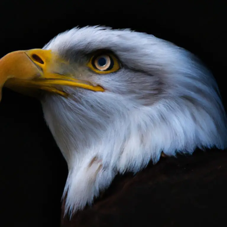 Águila volando.