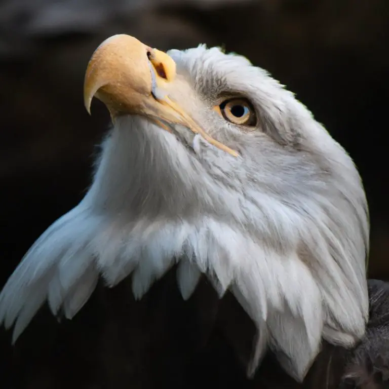 Águila volando.