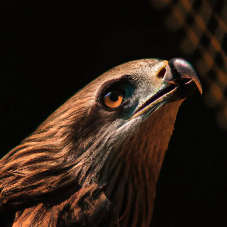 Águila volando.