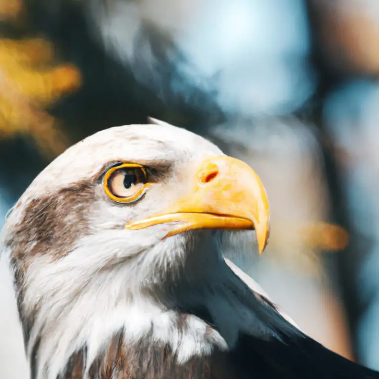 Águila volando