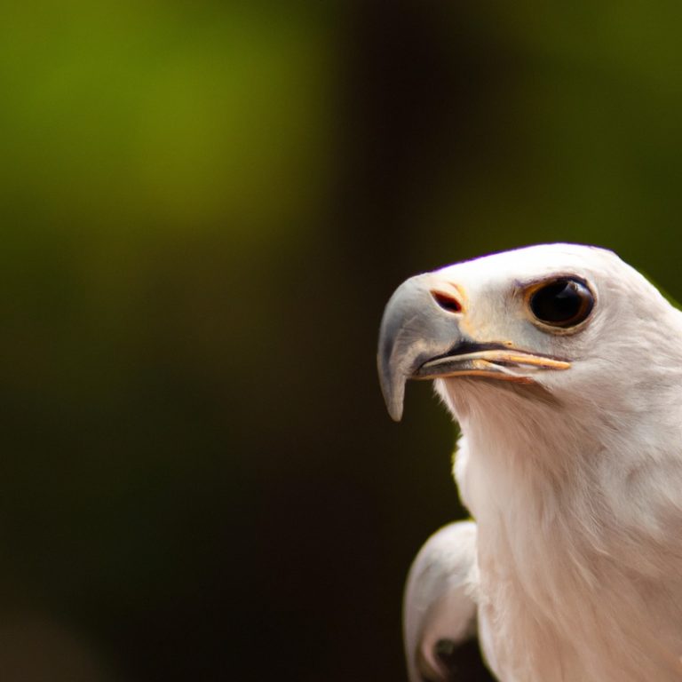 Águila volando.