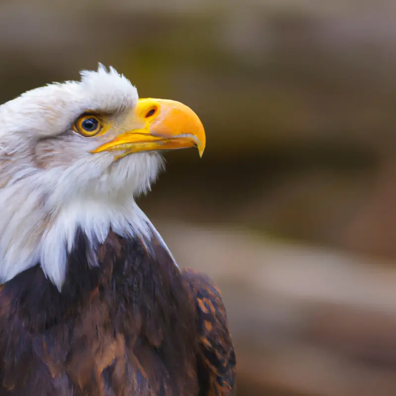 Águila volando.