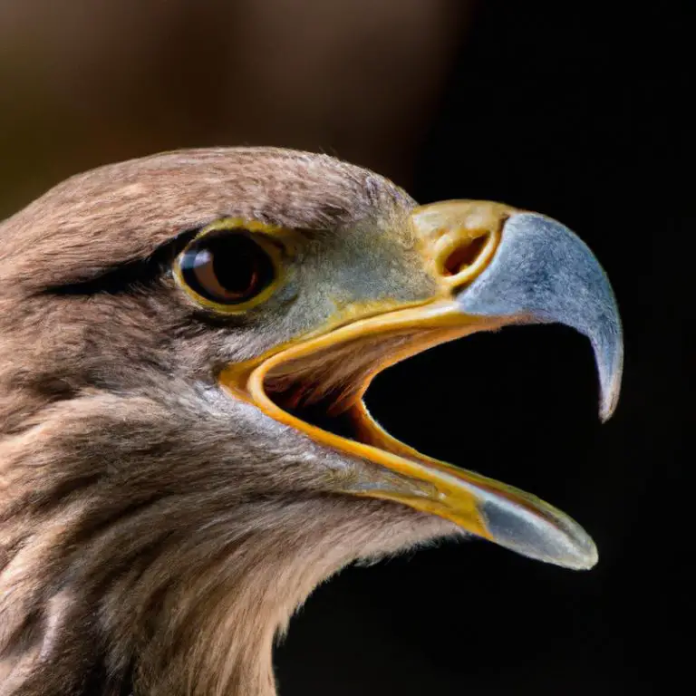 Águila volando.