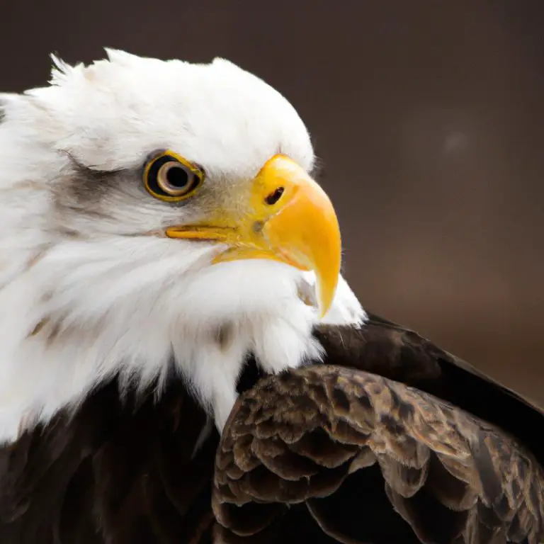 Águila volando.