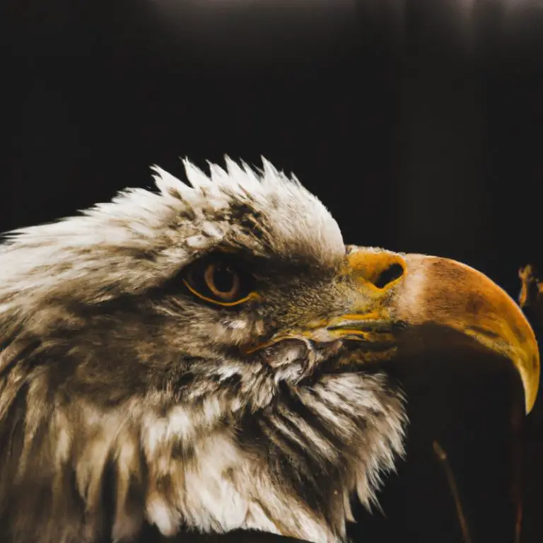 Águila volando.