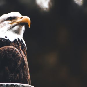 Aguila volando rápido.