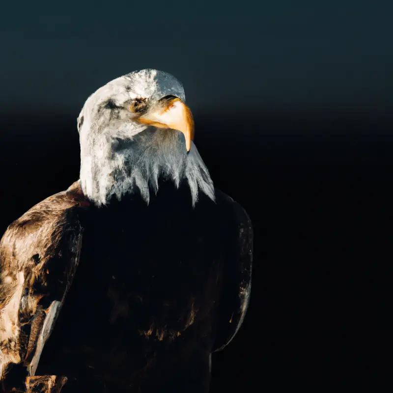 Águila y cría.