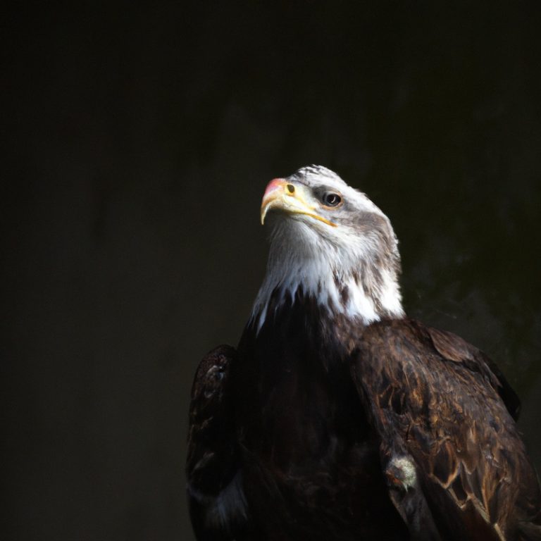 Águila y cría.