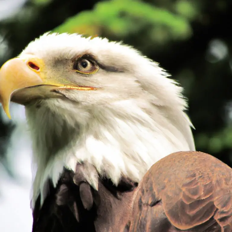 Águila y otras aves.