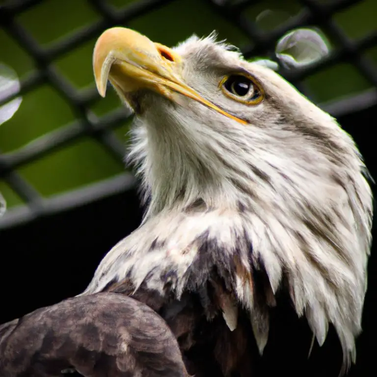 Águila y polluelo.