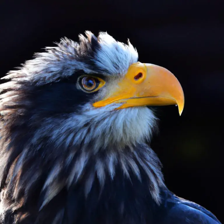 Aguilas cazando.