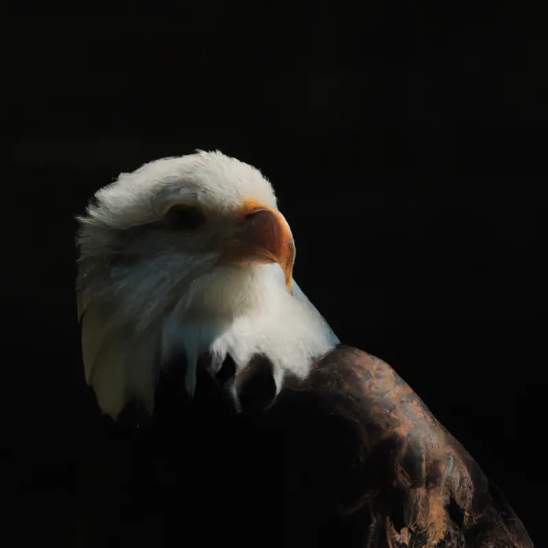 Aguilas cazando.