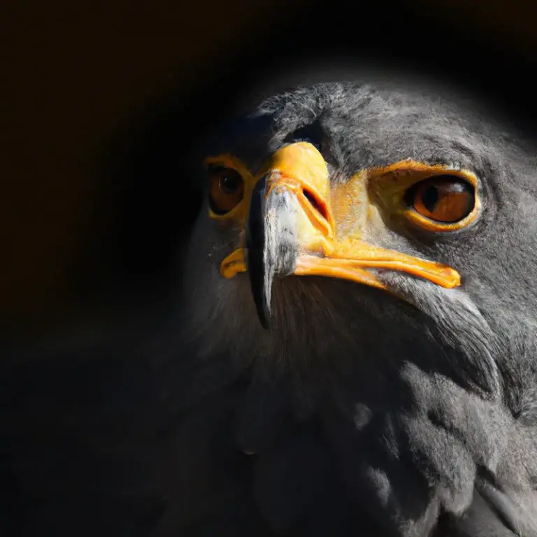 Aguilas cazando (Eagles hunting)