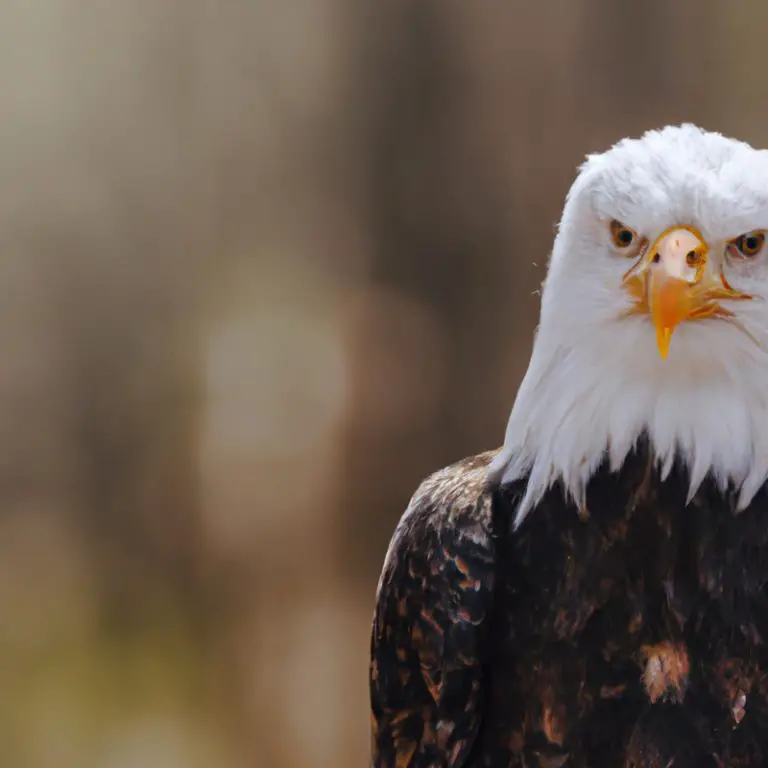 Aguilas en territorio