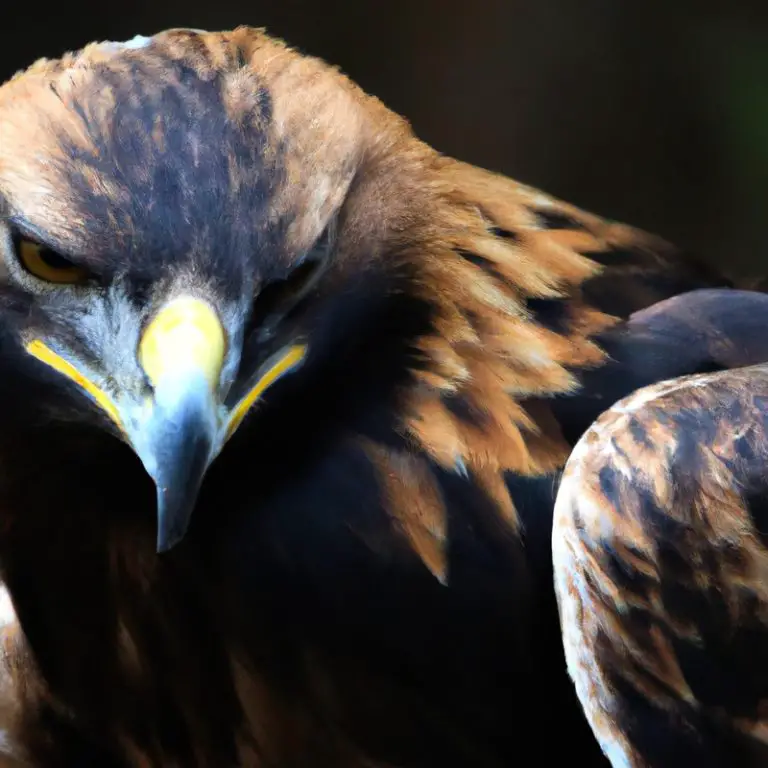 Aguilas en vuelo