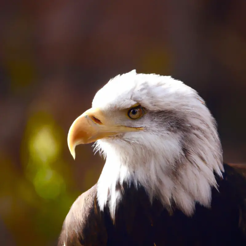 Aguilas en vuelo.