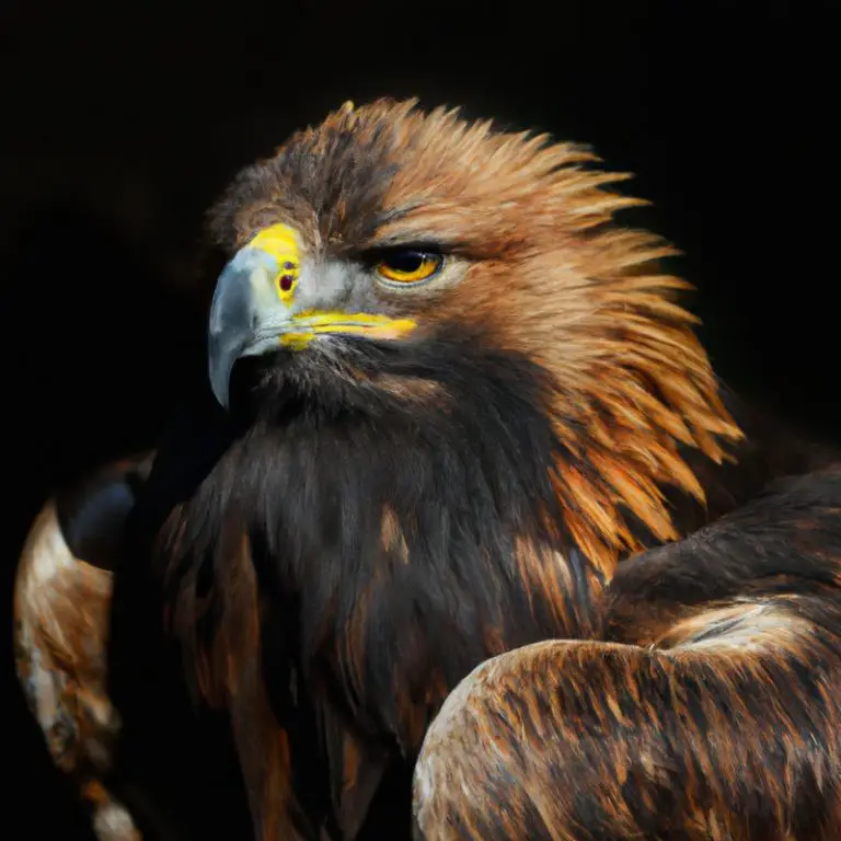 Águilas majestuosas.