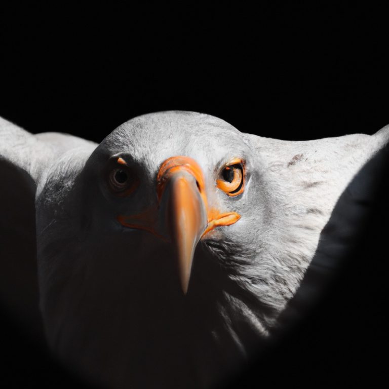 Águilas volando.