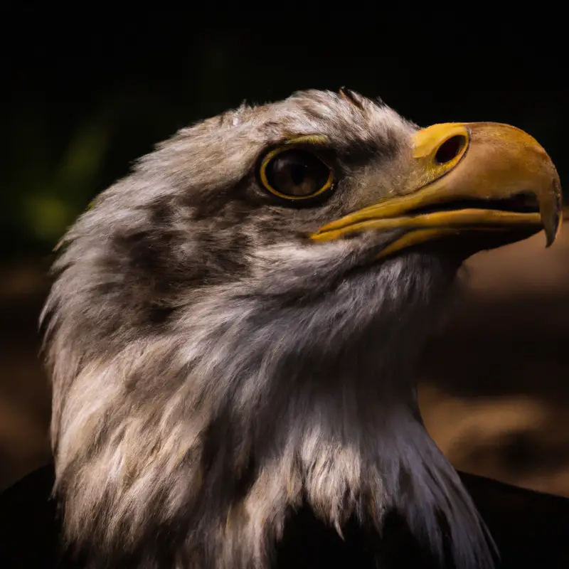 Águilas volando.