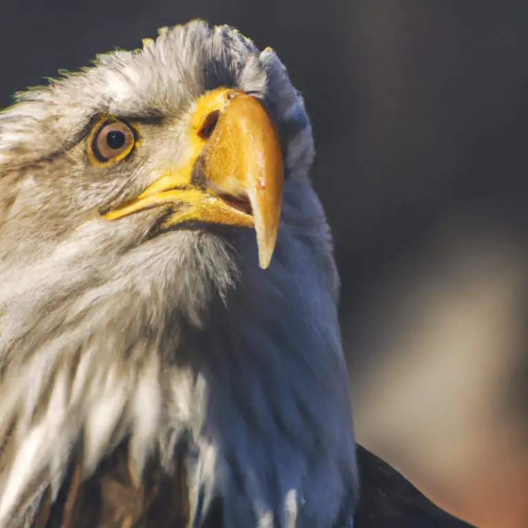 Caza de águila.