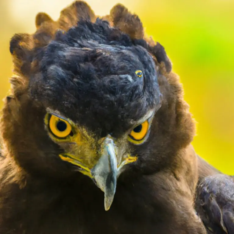 Cría de águila crestada.