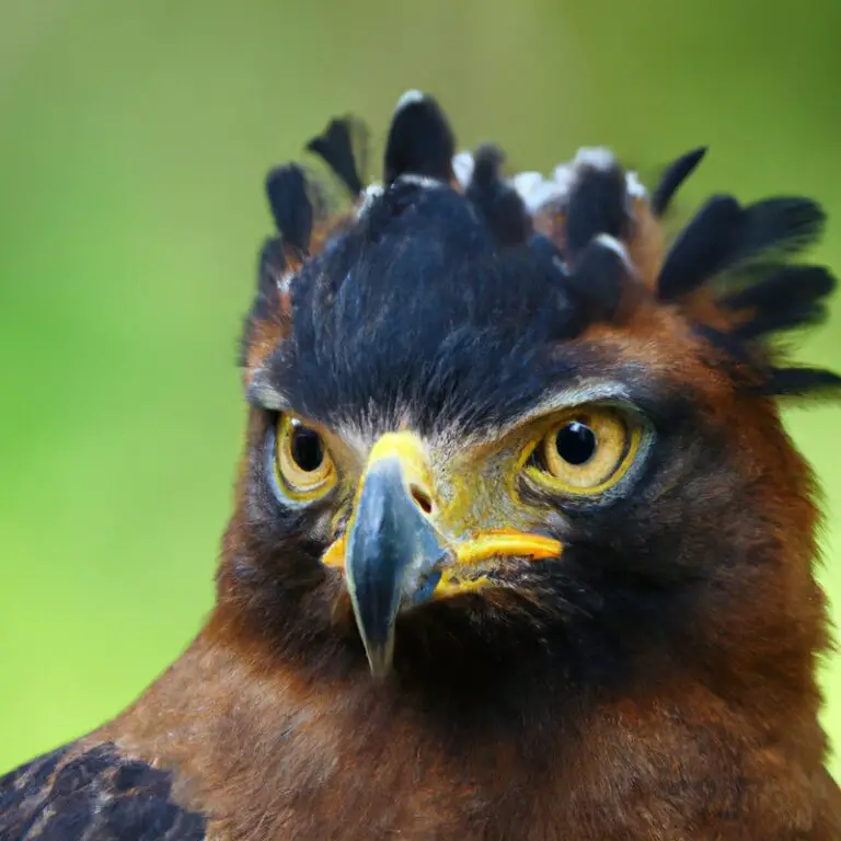 Garra águila crestada.