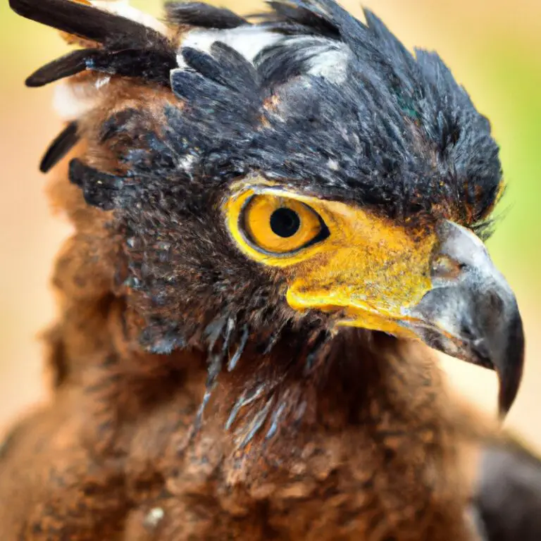 Huevos de águila.