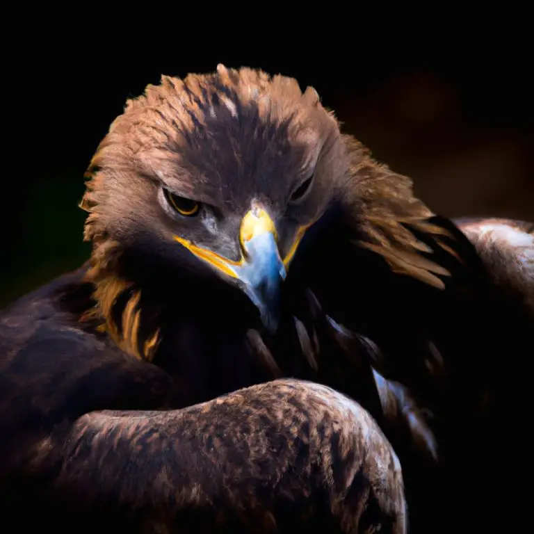 Nido águila real.