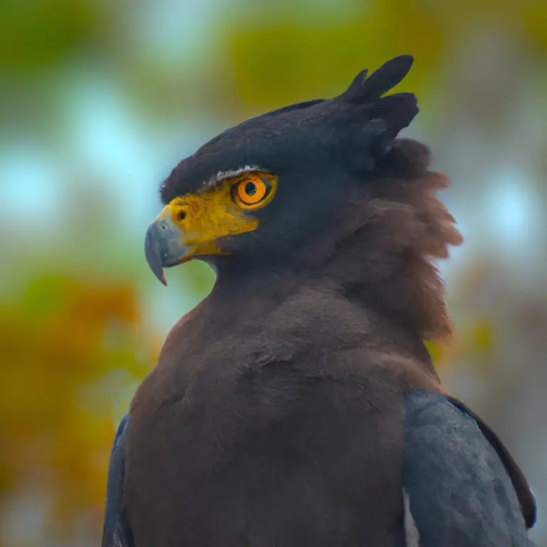 Nido de águila.