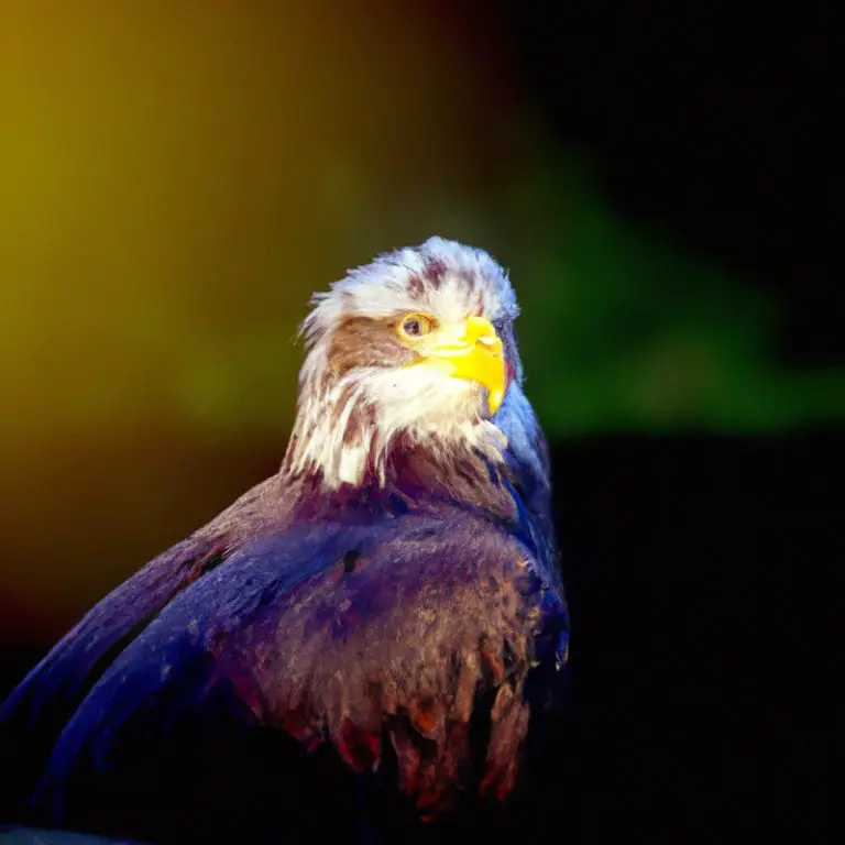 Nido de águila.