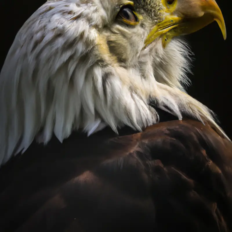 Nido de águila protegido.