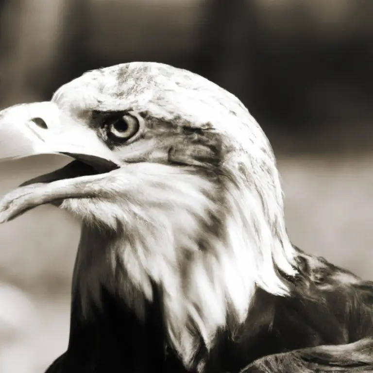 Nido de águila resistente.