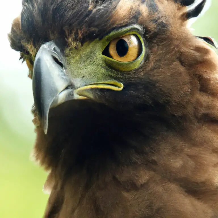 Plumaje de Águila Crestada.