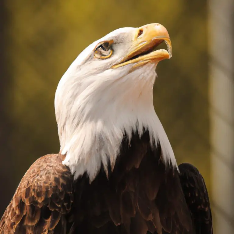 Plumas de Águila.