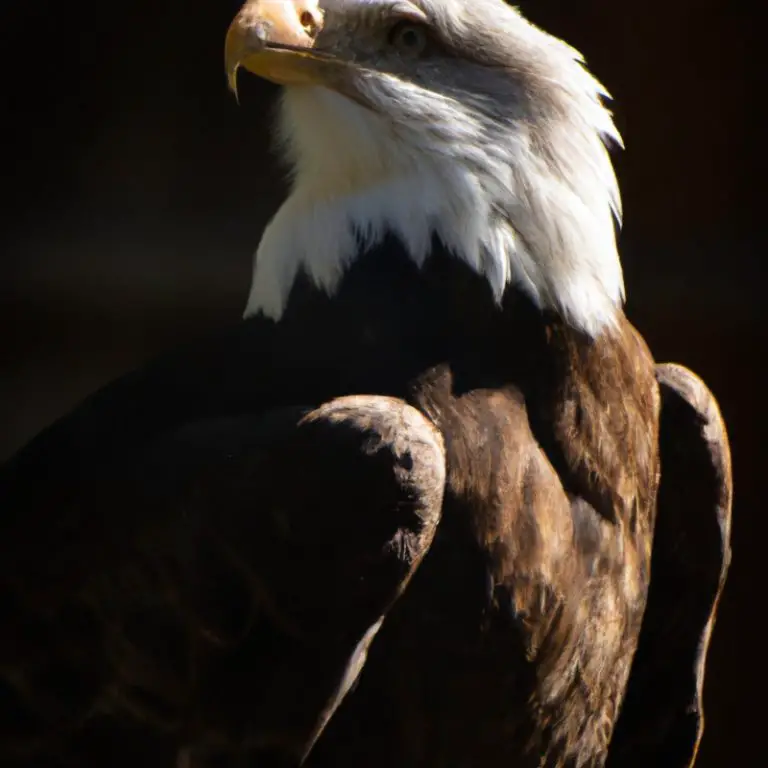 Vista de águila.