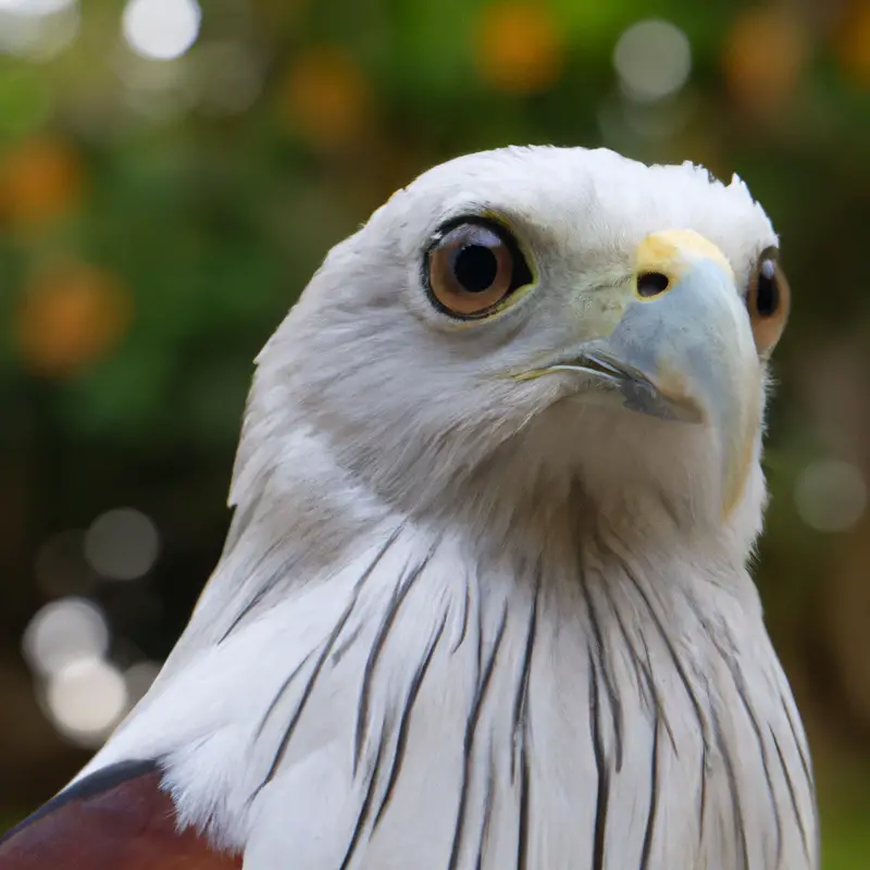 Vuelo de águila.