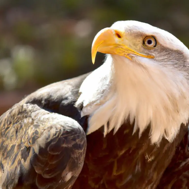 Vuelo de águila.